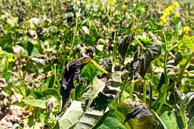 Gümüşhane’yi Temmuz Ayında Don Vurdu