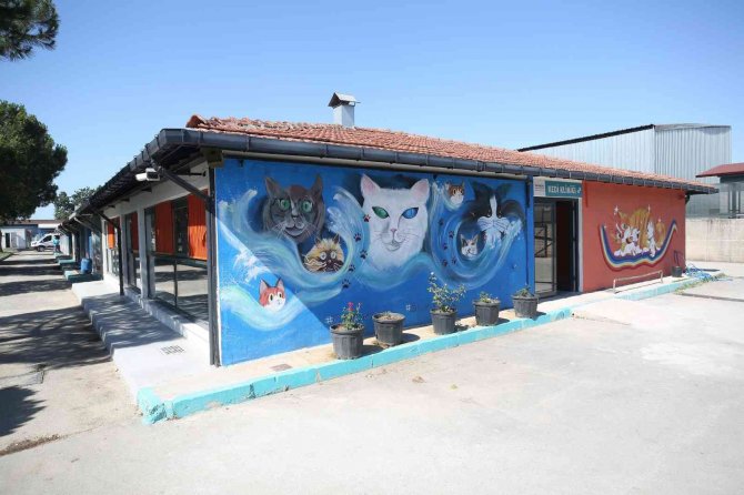 Nilüfer’de Hasta Ve Yaralı Sokak Kedilerine Donanımlı Klinik