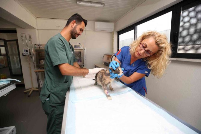 Nilüfer’de Hasta Ve Yaralı Sokak Kedilerine Donanımlı Klinik