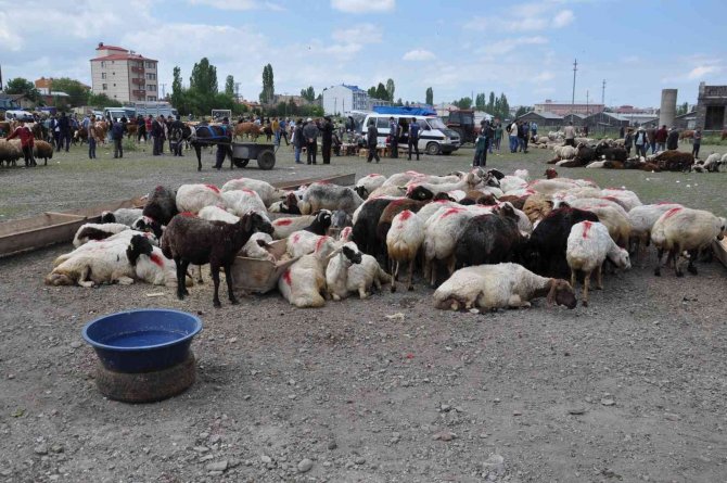 Kars’ta Kurban Pazarı Kuruldu