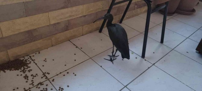 Kedilerin Yaraladığı Nesli Tükenmekte Olan ’Kelaynak’ Koruma Altına Alındı