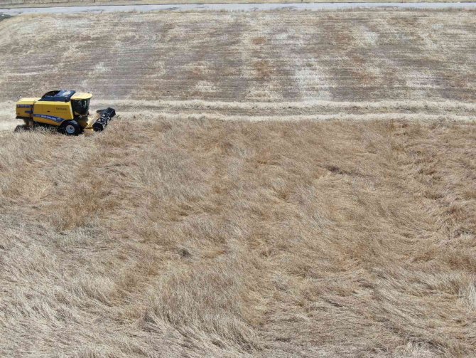 Geçmişi 7 Bin Yıla Dayanan Ata Tohumunda Hasat
