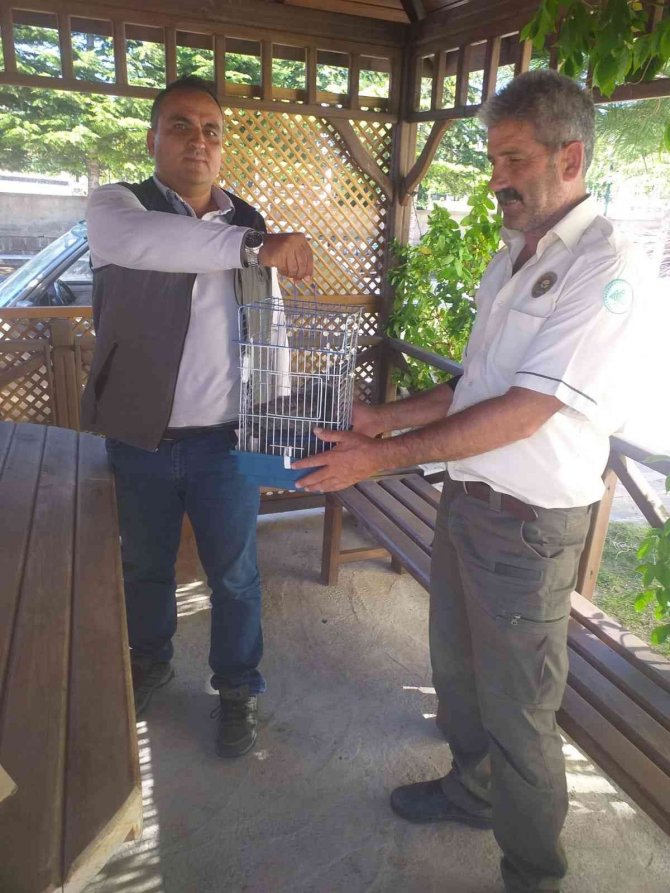 Yaralı Kuşlar Tedavi Ediliyor