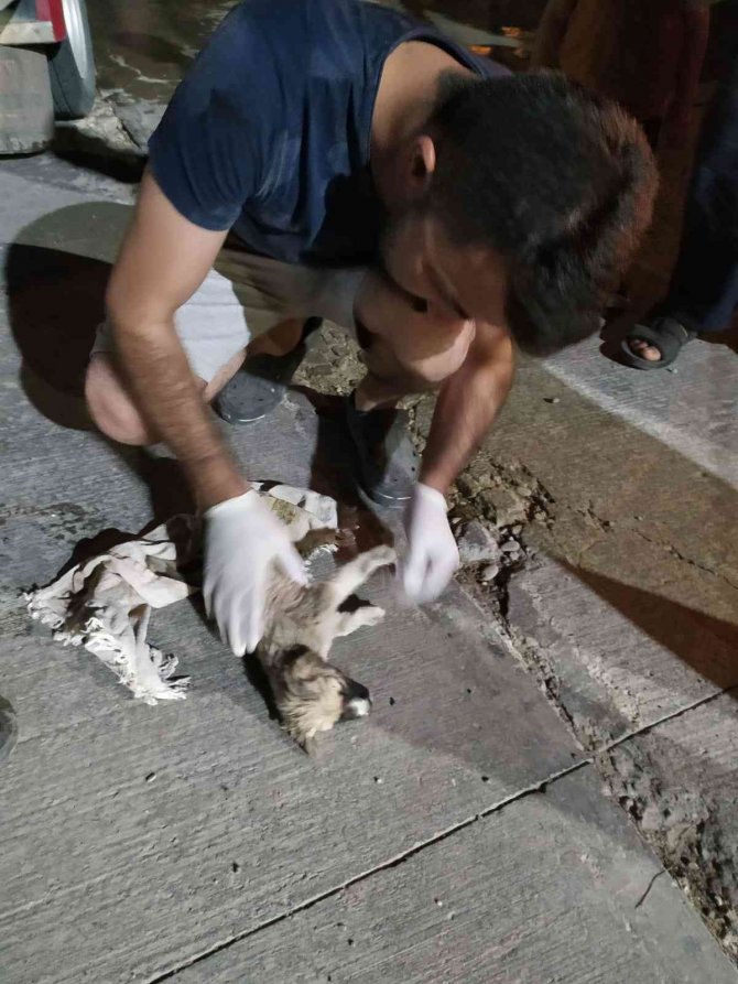 Kilis’te Sondaj Kuyusuna Düşen Yavru Köpek Kurtarıldı