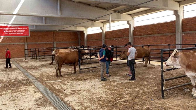 Bolvadin Hayvan Pazarındı Beklenen Satış Yok