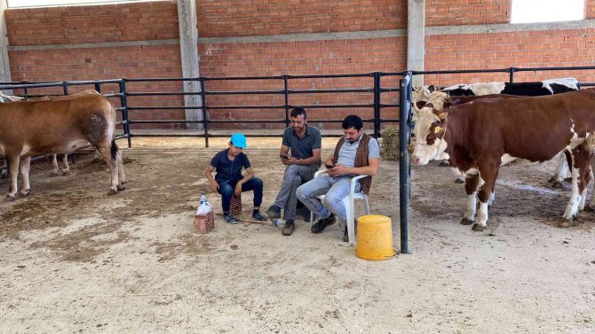 Bolvadin Hayvan Pazarındı Beklenen Satış Yok