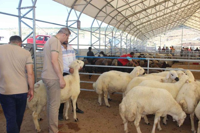 Kilis’te Kurban Pazarı Denetlendi