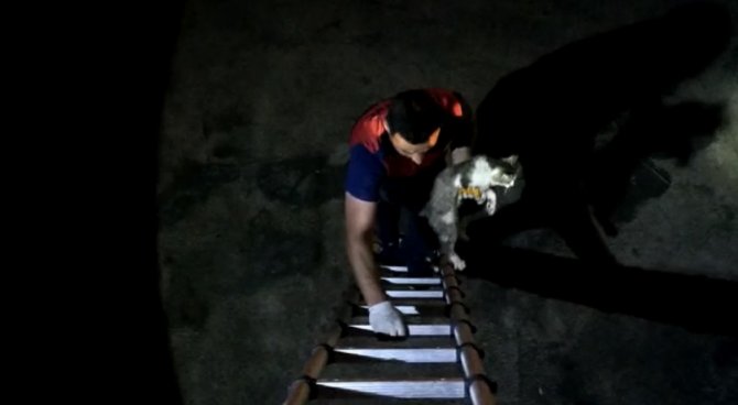 Mahsur Kalan Kediyi İtfaiye Ekipleri Kurtardı