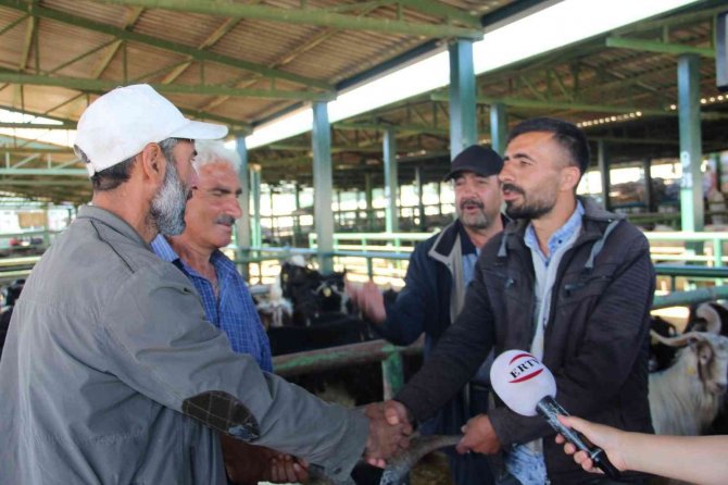 Malatya Hayvan Pazarında Kurbanlıklar Hazır, Alıcılarını Bekliyor