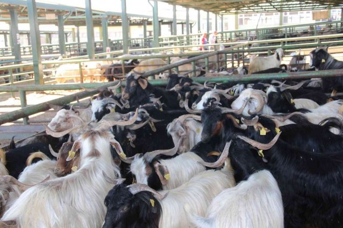 Malatya Hayvan Pazarında Kurbanlıklar Hazır, Alıcılarını Bekliyor