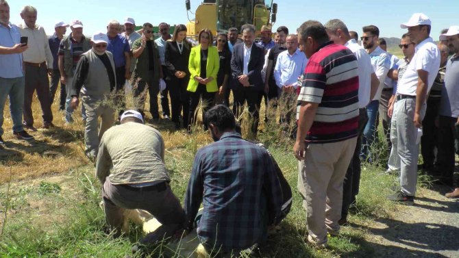 Nevşehir’de İlk Hububat Hasadını Vali Becel Yaptı