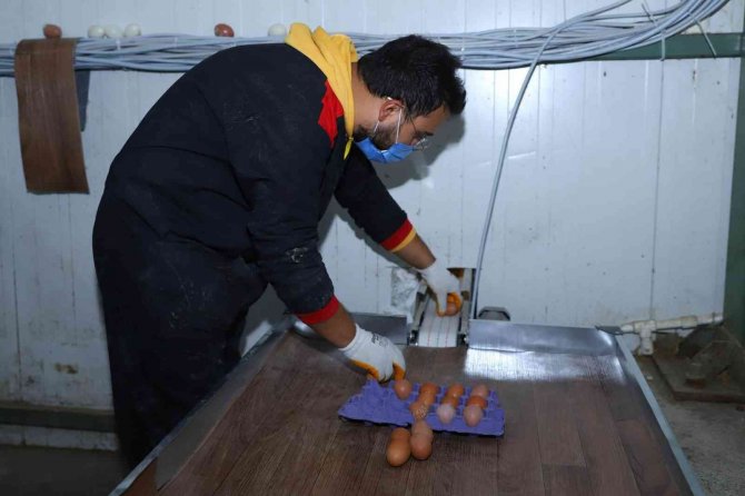 Ordu’da Organik Yumurta Üretimine 2 Milyon Lira Destek