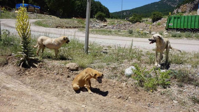 Başkan Çay’dan "Köpekler Yok Edildi" İddialarına Tepki