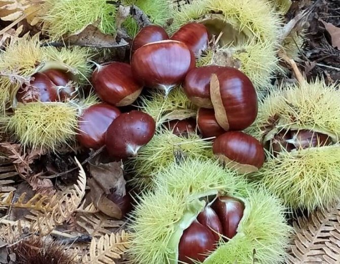 Simav Kestanesine Coğrafi İşaret Belgesi