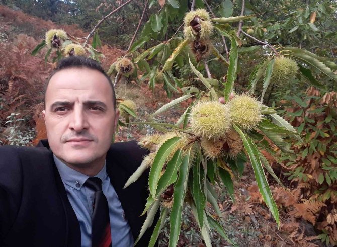 Simav Kestanesine Coğrafi İşaret Belgesi