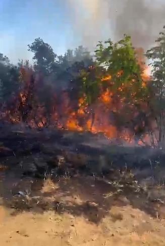 Tekirdağ’da Piknik Yaparken Ormanı Yakan 3 Kişi Tutuklandı