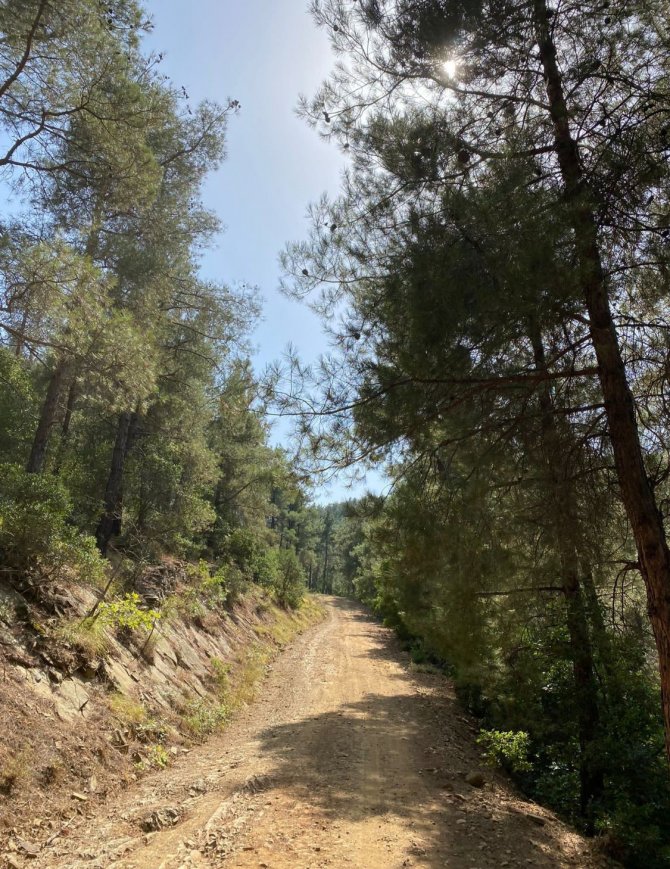 Tekirdağ’da Piknik Yaparken Ormanı Yakan 3 Kişi Tutuklandı