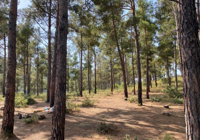 Tekirdağ’da Piknik Yaparken Ormanı Yakan 3 Kişi Tutuklandı