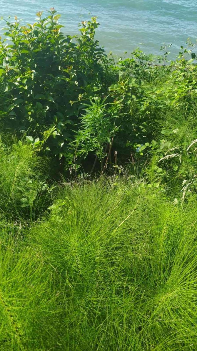 Evinin Bahçesinde Kenevir Yetiştiren Yaşlı Adam Yakalandı