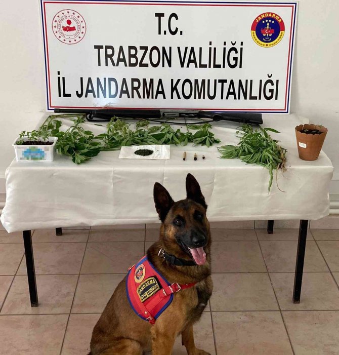 Evinin Bahçesinde Kenevir Yetiştiren Yaşlı Adam Yakalandı