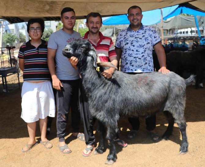 187 Kiloluk "Paşa" Kurban Pazarının Gözdesi Oldu