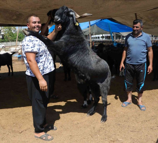 187 Kiloluk "Paşa" Kurban Pazarının Gözdesi Oldu