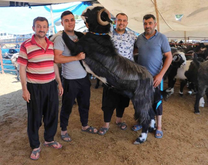 187 Kiloluk "Paşa" Kurban Pazarının Gözdesi Oldu
