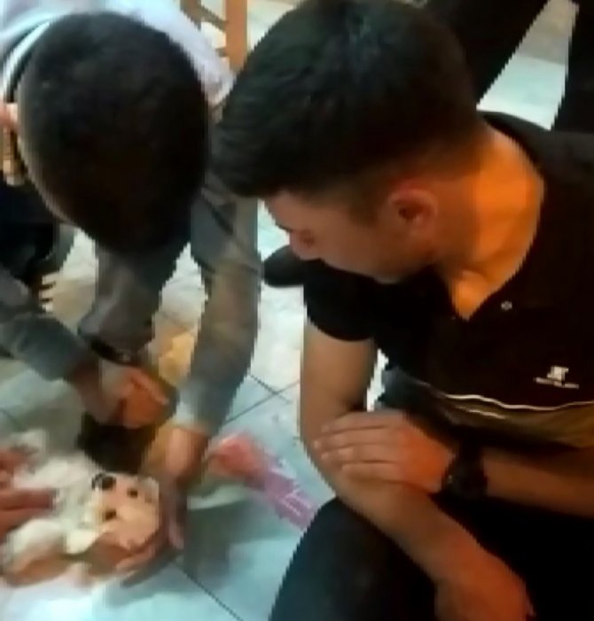 Ölen Köpeğinin Başında Dakikalarca Gözyaşı Döktü