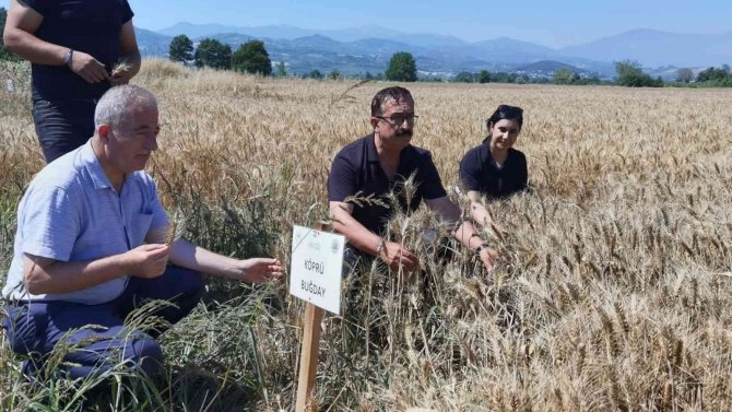 Bursa’da Tarlaya 14 Çeşit Hububat Ekildi; Sonuç Başarılı