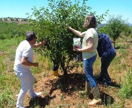 Coğrafi İ̇şaret Tescilli Şaphane Vişnesinden Numune Alma Çalışmaları