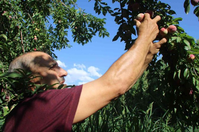 Unesco Dünya Miras Listesinde Bulunan Hevsel Bahçelerinde Erik Hasadı