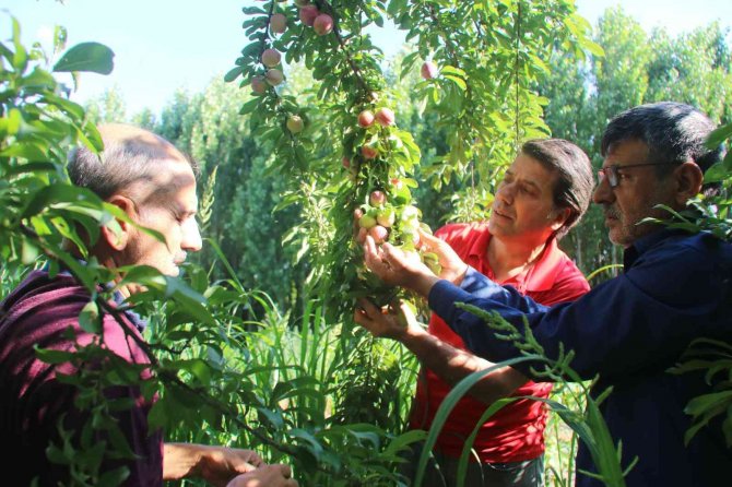 Unesco Dünya Miras Listesinde Bulunan Hevsel Bahçelerinde Erik Hasadı
