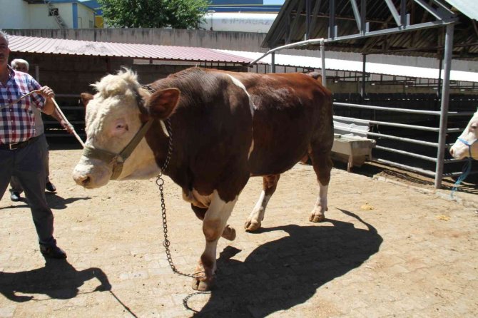 1 Ton 200 Kiloluk ’Kral’ Alıcısını Bekliyor