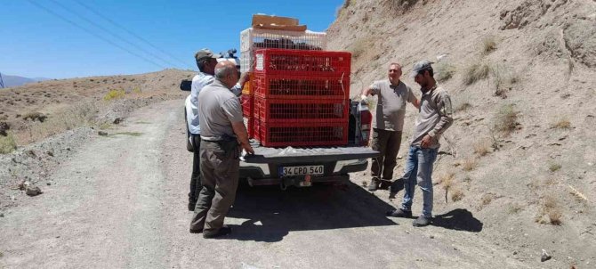 Elazığ’da Yüzlerce Keklik Doğayla Buluştu