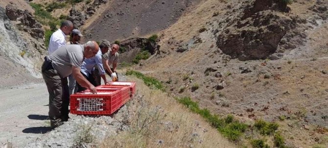 Elazığ’da Yüzlerce Keklik Doğayla Buluştu