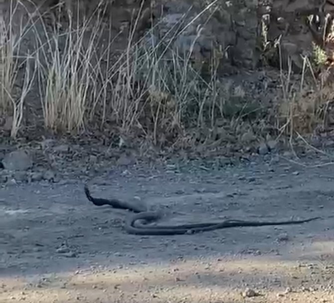 Elazığ’da 1,5 Metrelik Yılanların Dansı Kameraya Yansıdı