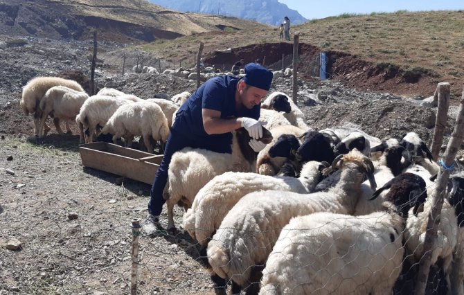 Hakkari’de Kurbanlıklar Sağlık Taramasından Geçirildi