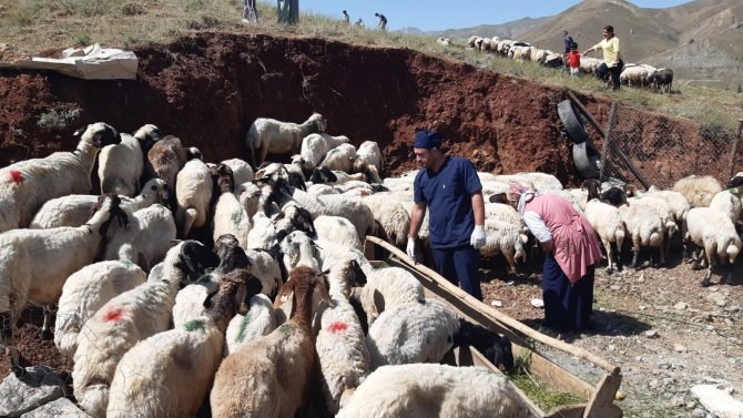 Hakkari’de Kurbanlıklar Sağlık Taramasından Geçirildi