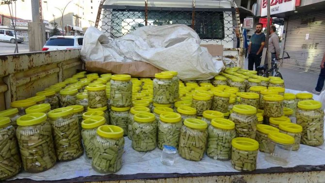 Kanser Hastalığına İyi Geldiği Tespit Edilen Uçkun Bitkisinin Turşusu Yapıldı