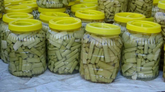 Kanser Hastalığına İyi Geldiği Tespit Edilen Uçkun Bitkisinin Turşusu Yapıldı