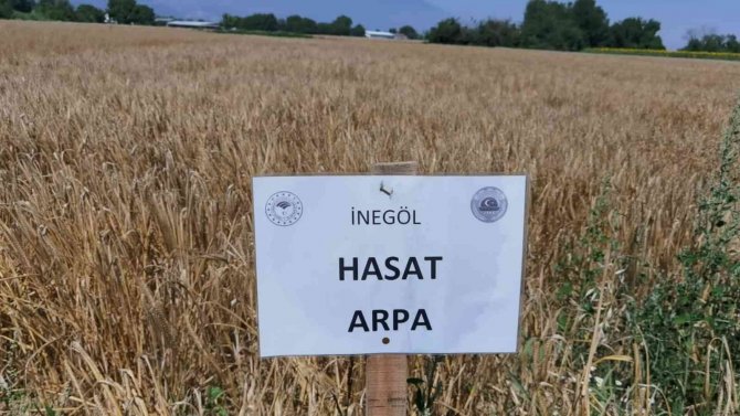 Bursa’da Tarlaya 14 Çeşit Hububat Ekildi; Sonuç Başarılı