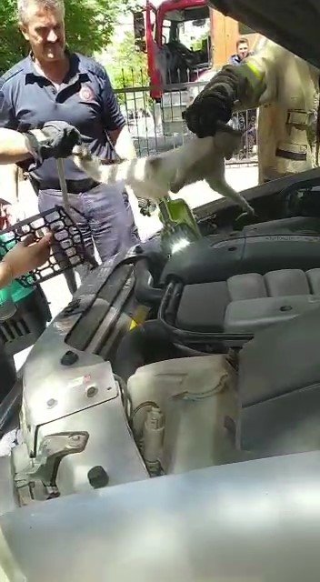 Kartal’da Kedi Kurtarma Operasyonu: Evden Kaçtı, Araç Motoruna Sıkıştı