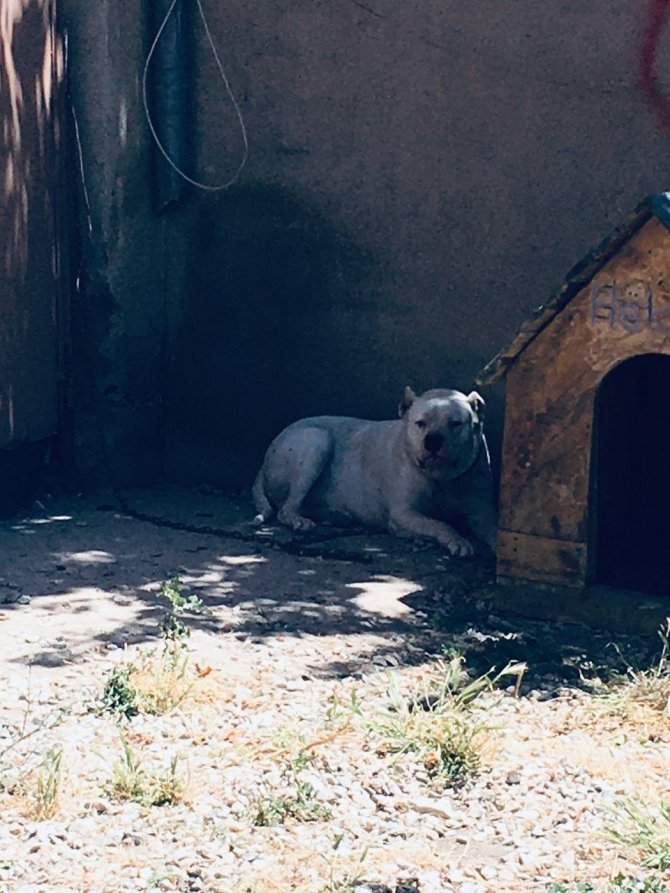 Kırşehir’de Polisten ’Pitbull’ Operasyonu