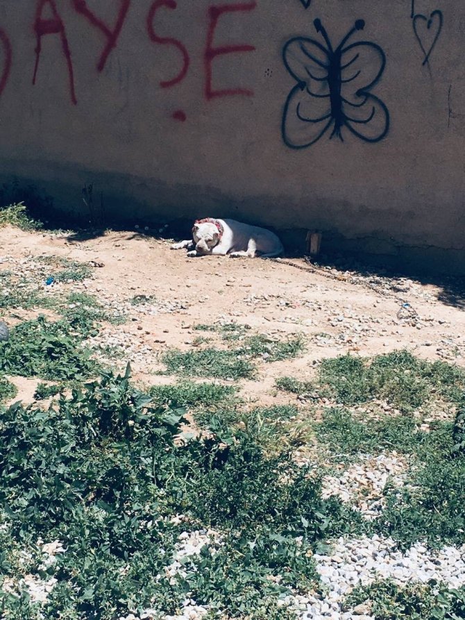 Kırşehir’de Polisten ’Pitbull’ Operasyonu