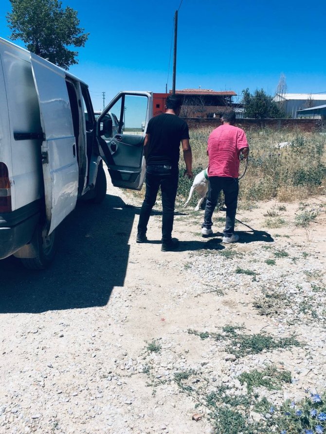 Kırşehir’de Polisten ’Pitbull’ Operasyonu