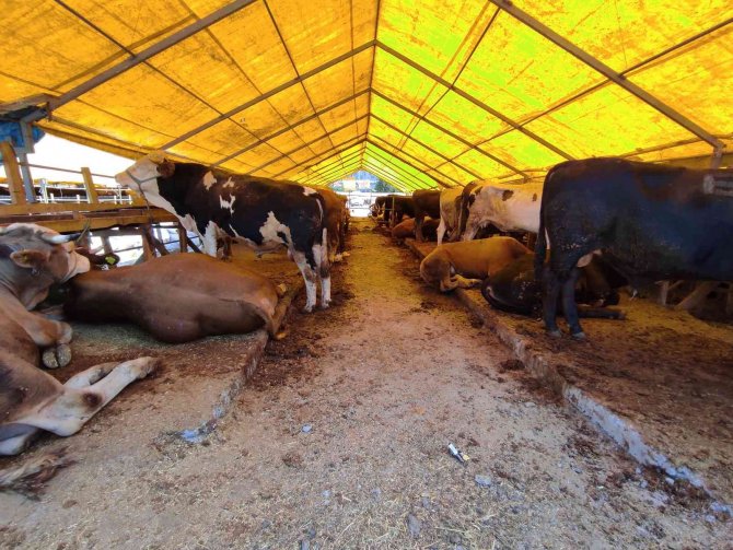 Kurban Pazarında ’Bitti’ Yazıları Asıldı