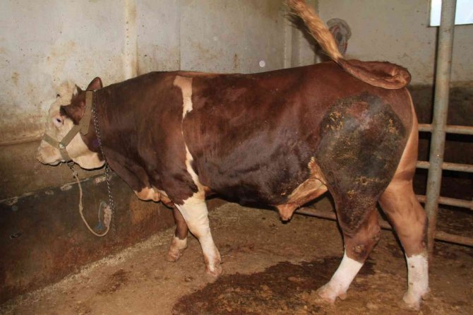 1 Ton 200 Kiloluk ’Kral’ Alıcısını Bekliyor