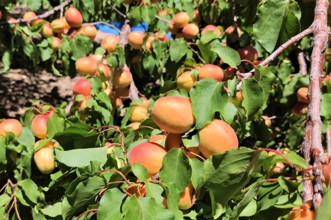 Malatya’da Kayısı Hasadı Başladı