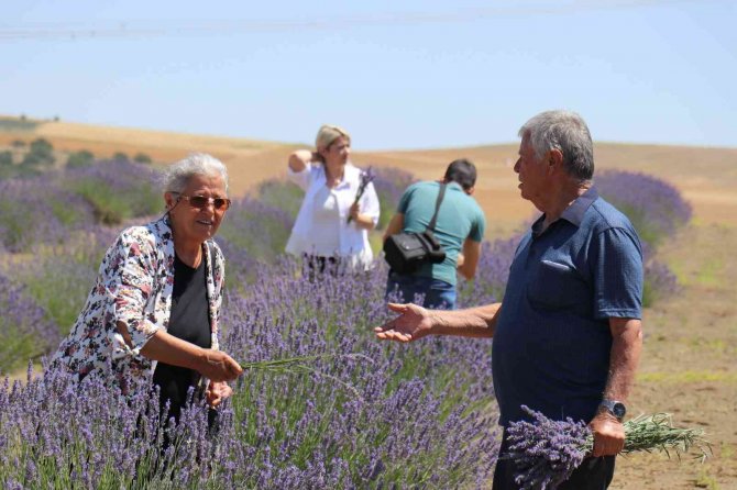 Lavanta Tarlalarında Görsel Şölen