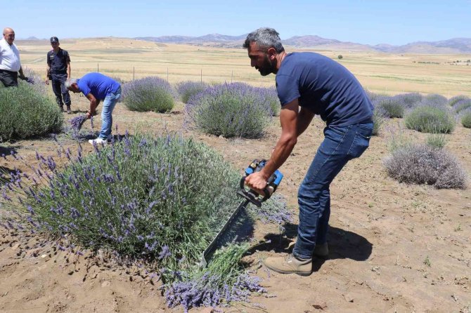 Lavanta Tarlalarında Görsel Şölen